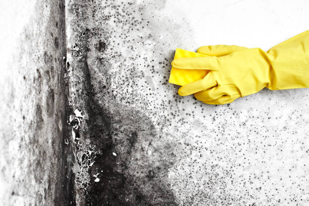 Best Office Mold Removal Services  in George, IA