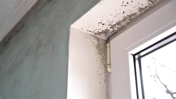 Best Mold Remediation  in George, IA