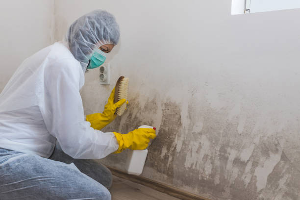 Best Residential Mold Removal  in George, IA