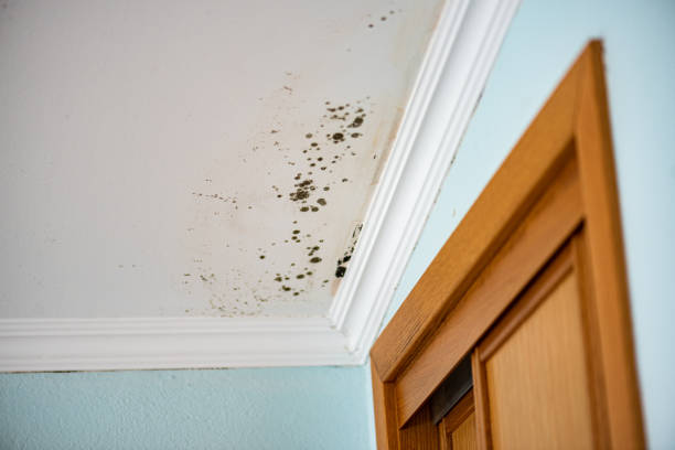Best Fast Mold Removal  in George, IA