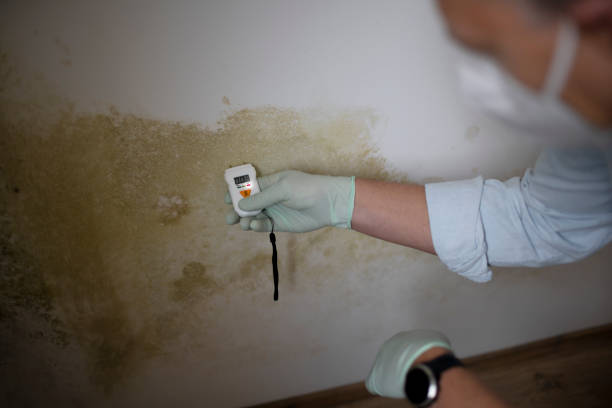 Best Attic Mold Removal  in George, IA