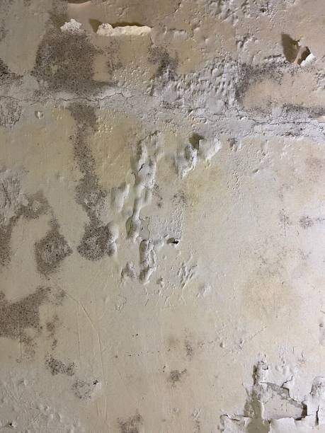Best Crawl Space Mold Removal  in George, IA