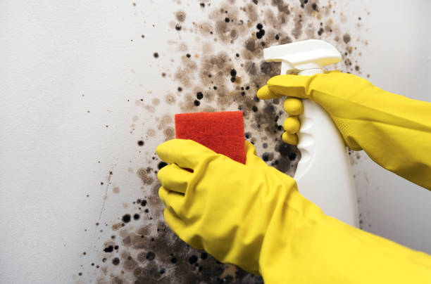 Best Mold Inspection  in George, IA