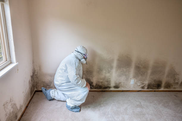 Best Mold Removal and Inspection  in George, IA