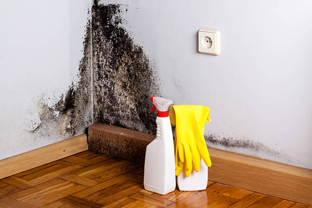 Home Mold Removal in George, IA