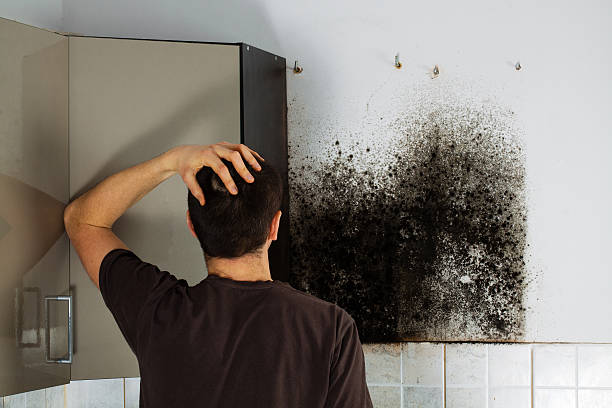 Best Emergency Mold Removal  in George, IA