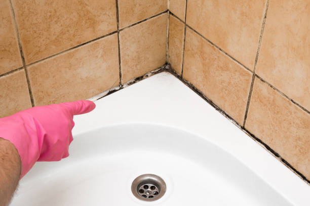 Best Certified Mold Removal  in George, IA